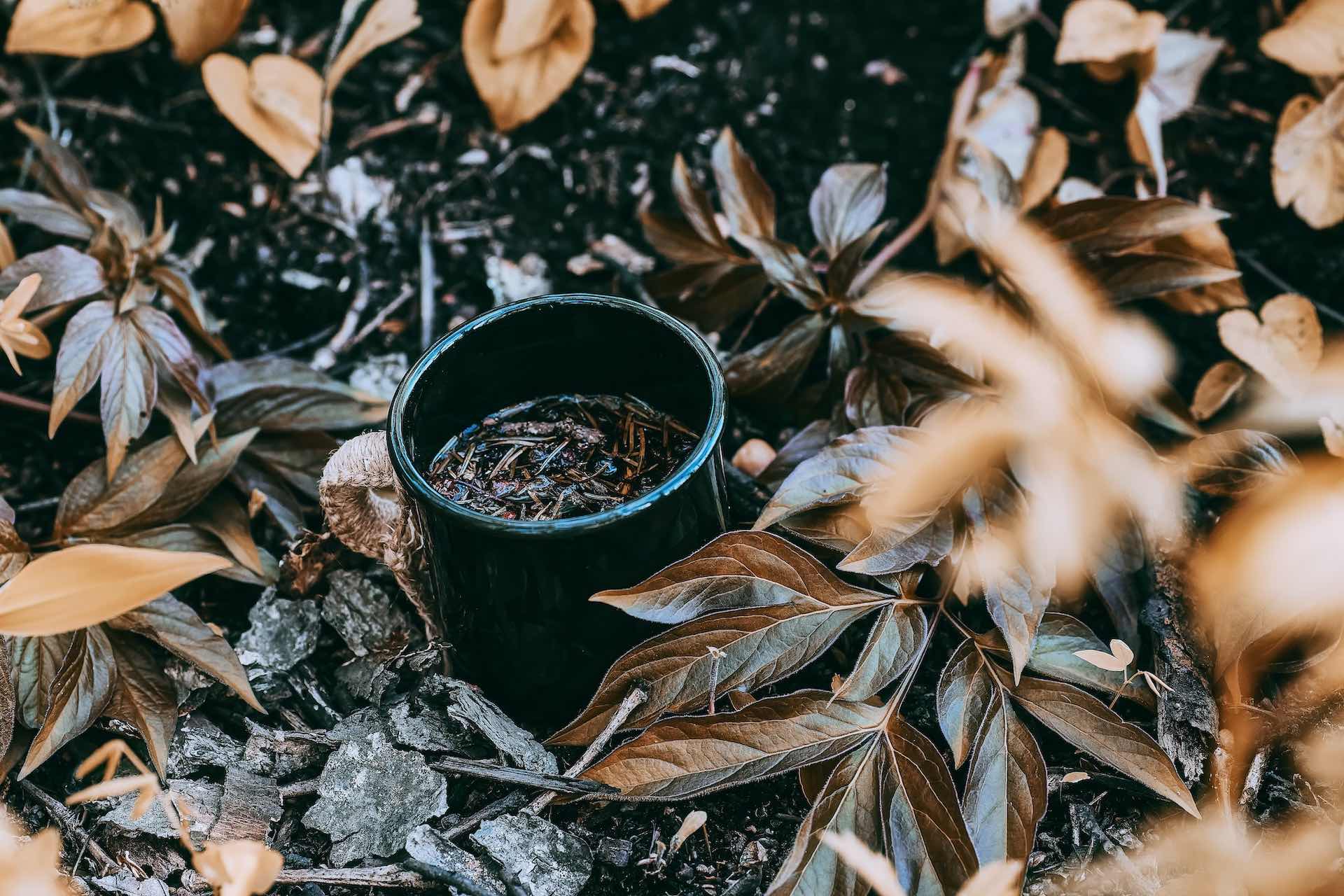what-is-ayahuasca-made-from-banisteriopsis-caapi-vine
